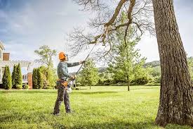 Best Palm Tree Trimming  in Fort Lewis, WA